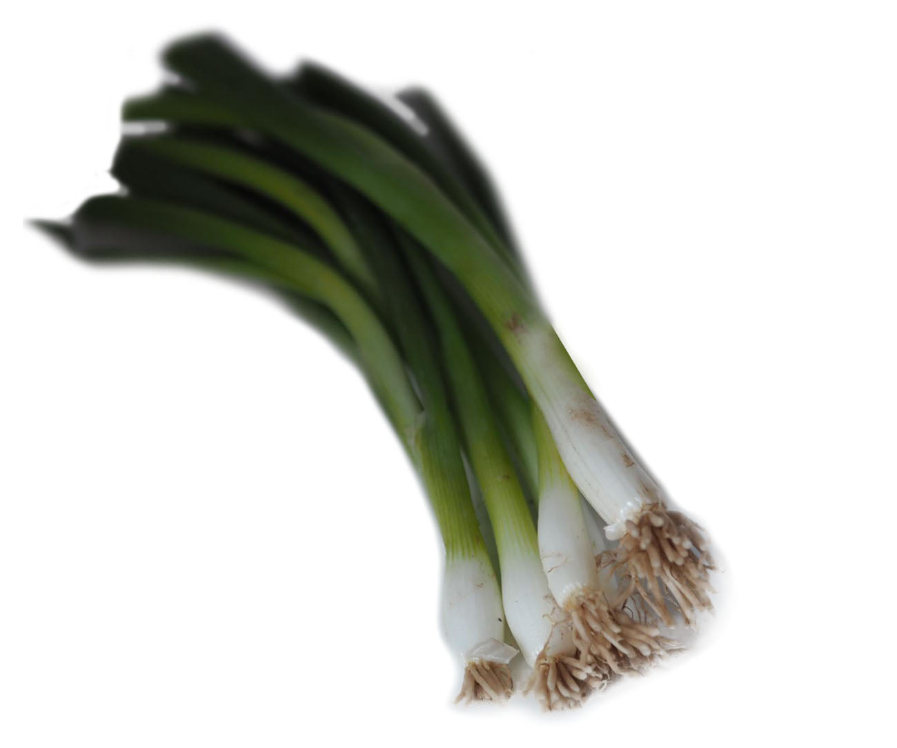 Spring Onions – All Greens Wholesale Ltd